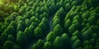 A Bird's-Eye View of Reforestation Areas as a Symbol of Positive Climate Change Efforts. Concept Climate Change, Reforestation, Bird's-Eye View, Positive Efforts, Environmental Conservation