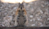 Fototapeta Kosmos - Le Spermophile de Californie appelé aussi l'écureuil terrestre de Californie