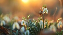 Buds Of Snowdrops, A Small Snail On A Stem