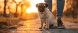 Pug puppy resting by owner's feet on a concrete path in the park at sunset. Concept Pug Puppy, Owner, Sunset, Park, Relaxation
