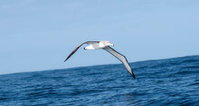 A White-capped Albatross, Thalassarche Cauta, Gracefully Flies Over The Shimmering Body Of Water In South Africa.