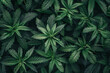Many green Cannabis plants
