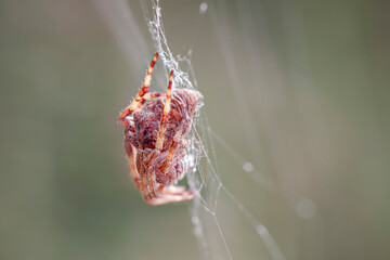 Canvas Print - Spider and web closeup