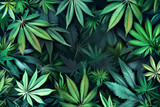 Fototapeta  - Cannabis (or hemp or marijuana) green leaves background, cannabis growing plant in a farm illustration