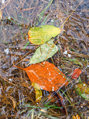 Wall Mural - Multiple leafs underneath a layer of ice symbolizing the transition from autumn to winter.