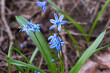 Blue scilla flowers closeup selective focus