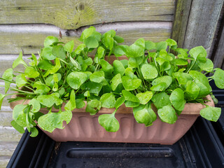 Wall Mural - Miners lettuce, Claytonia perfoliata, growing in a plastic container