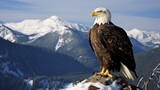 Fototapeta  - Flying Eagle