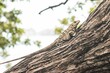 Closeup of a real iguana crawling on a tree trunk