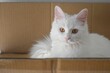 © Wirestock - Closeup shot of a cute snow-white cat playing in a box indoors