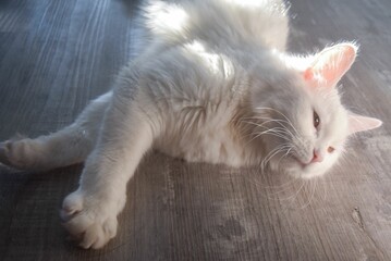 Wall Mural - Closeup view of a big white cat with pointed ears lying on gray floor is looks opposite