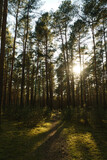 Fototapeta Las - Vertical shot of a beautiful forest on a sunny day
