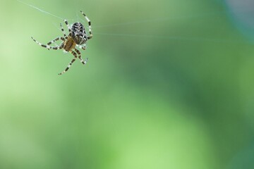 Cross spider crawling on a spider thread against a blurred background