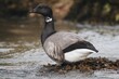 Selective focus shot of black goose (branta bernicla)