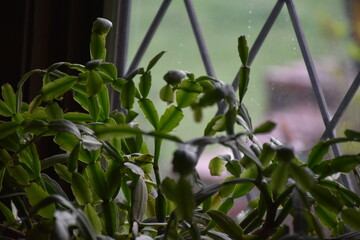 Wall Mural - Green Houseplant by a Window