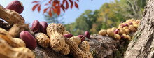 Assorted Nuts On A Tree Bark In Nature, Concept Of Natural Food Sources.