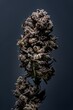 Vertical shot of a flowered kush cannabis plant on a dark background
