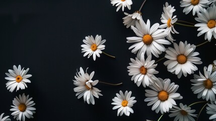 Wall Mural - a black background with white daisies
