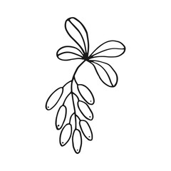 Wall Mural - Branch with leaves and barberry. Botanical element. Hand drawn vector illustration in outline style.