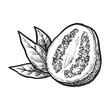Half of sliced common guava sketch. Vector illustration of isolated tropical or exotic fruit for agriculture or botany, recipe or cook book. Natural and organic nutrition for vegetarian or vegan. Food
