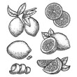 Set of isolated lemon fruit sketches. Hand drawn vector image of sliced citrus meal. Asian tropic garden or farm harvest. Illustration for botany or biology, cooking book. Vegetarian natural food