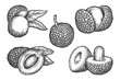 Set of isolated sliced lychee fruit sketch. Vector illustration of tropical and exotic plant with seed for culinary. Vegetarian or vegan nutrition. Agriculture and harvest. Healthy cooking ingredient