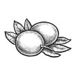 Sketch of edible passion fruit berry. Vector illustration of tropical exotic pepo. Realistic plant harvest. Image for agriculture and culinary book. Summer food for vegetarian or vegan nutrition.