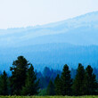 Pine Forest Trees with Misty Mountains Wilderness Smoke