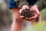 Fototapeta Sawanna - holding soil in hand. study soil health. soil fungi storing carbon through carbon sequestration on a farm, receiving carbon credits