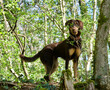 Side view of a hiding hunting dog with green eyes looking at camera in a wilderness area called 