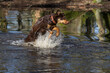 Side view of a beautiful brown mixed-breed dog with clear green eyes jumping out of water in a wilderness area near Lyon called 
