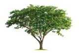 Fototapeta Mapy - large tree with green leaves stands alone on a white background