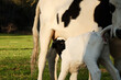 Calf nursing on cow closeup for baby animal nutrition concept on farm.