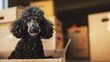 Black poodle dog sitting in a cardboard box with moving boxes