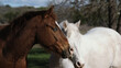 White and sorrel horse friends for companion animals on farm.