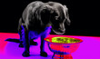 © spr0ut7 design - Cute long-haired Chiweenie pondering a sip out of her water bowl; dithered glitch pup background image
