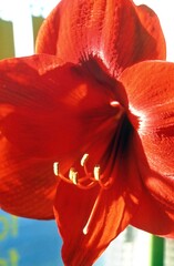 Wall Mural - Rote Amaryllis