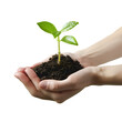 Hands Safeguarding a Plant Seedling: A Gesture of Planting and Protecting Trees for Earth Day, Isolated on Transparent Background, PNG