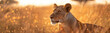 Lioness in a grassland. Wild African animal in evening light.
