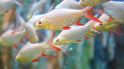 Wall Mural - Group of Goldfin or Tin foil barb fish underwater. Animal in nature portrait photo, close-up and selective focus.