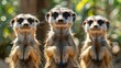   Three meerkats aligned, face-to-face with a meerkat pod