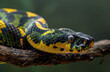 A highly detailed and realistic photo of a majestic snake with black, yellow and green scales on its body slithering along the branch in front of a pure solid background.