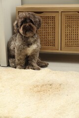 Poster - Cute dog near wet spot on beige carpet at home