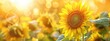 Beautiful sunflower in the field on blurred background with copy space, summer concept