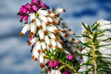 Fototapeta  - close-up of a heather flower blooming in spring