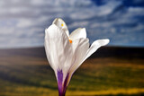 Fototapeta  - close-up of a spring blooming crocus flower