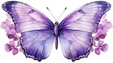 Fototapeta Motyle - butterfly on white background