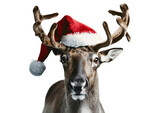 Fototapeta Do pokoju - Christmas reindeer with ribbon. Close-up: Reindeer in Santa's hat on a light transparent background. Christmas elements.