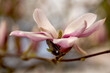 Wiosna, różowy kwiat magnolii , w tle ładne rozmycia