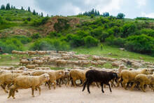 Large Flock Of Sheep With Digit 5 Moving Along Dusty Dirt Road In Mountains To A Pasture At Summer Day